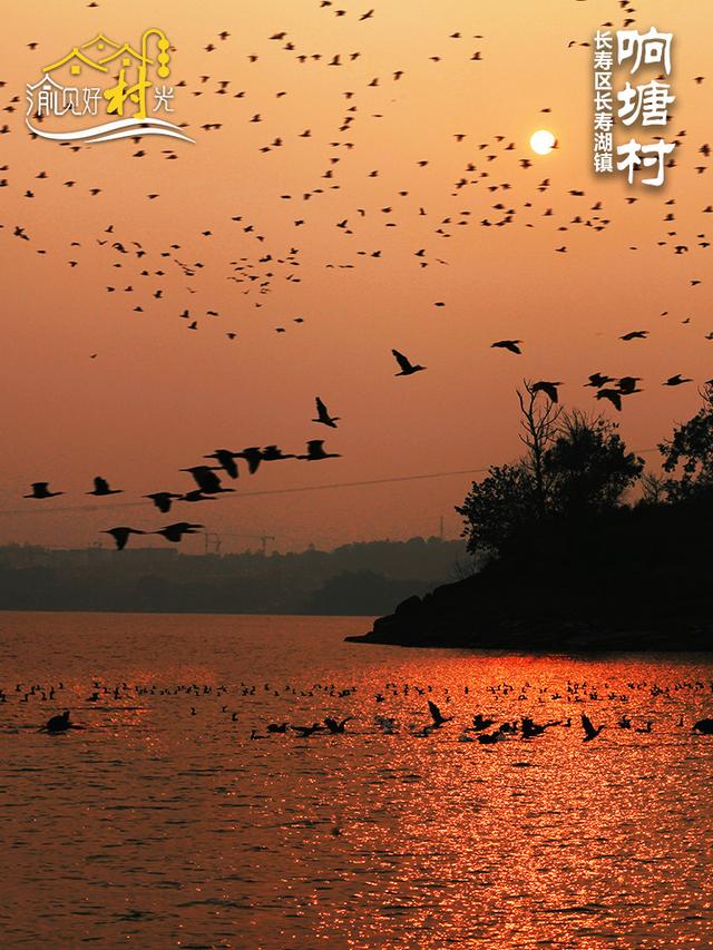 渝见好“村”光 | 长寿响塘村：“橙”香满园，湖光潋滟醉冬日