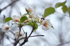 贵州册亨：油桐花开美如画图片