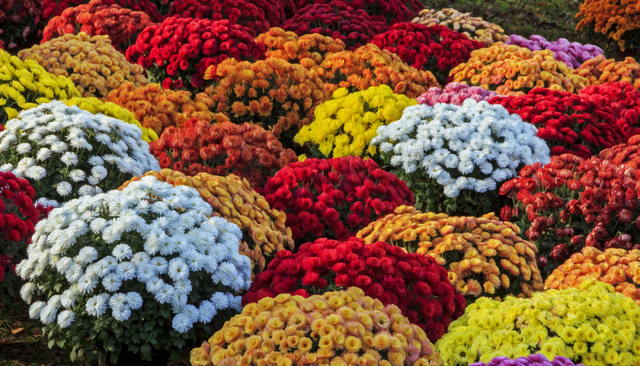 今开幕！顺义这片10万平米花海，壮观！