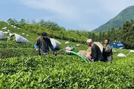 宣城旌德：茶山绿意浓  采茶满园香图片