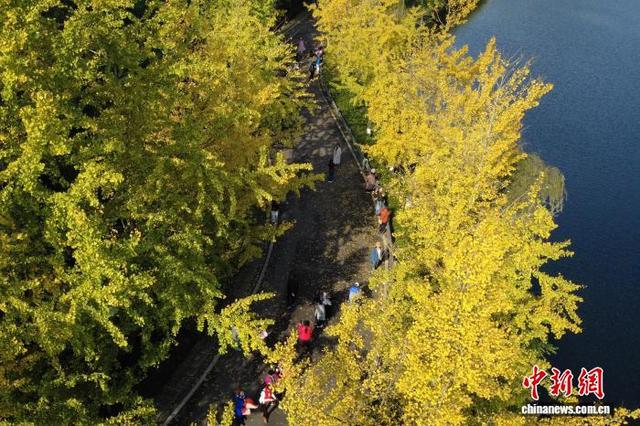 大自然的冬日画作 重庆园博园色彩斑斓美如画