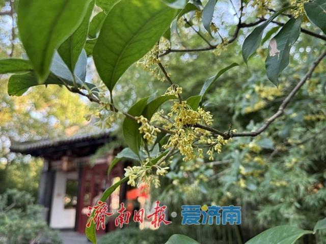 一年四季 泉在济南 | 桂花飘香 沁人心脾