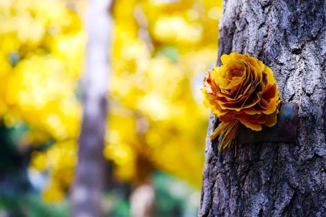 惊艳！身边的北京秋景“天花板”来了！
