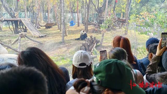 国庆假期，哈尔滨太阳岛大熊猫馆人气爆棚