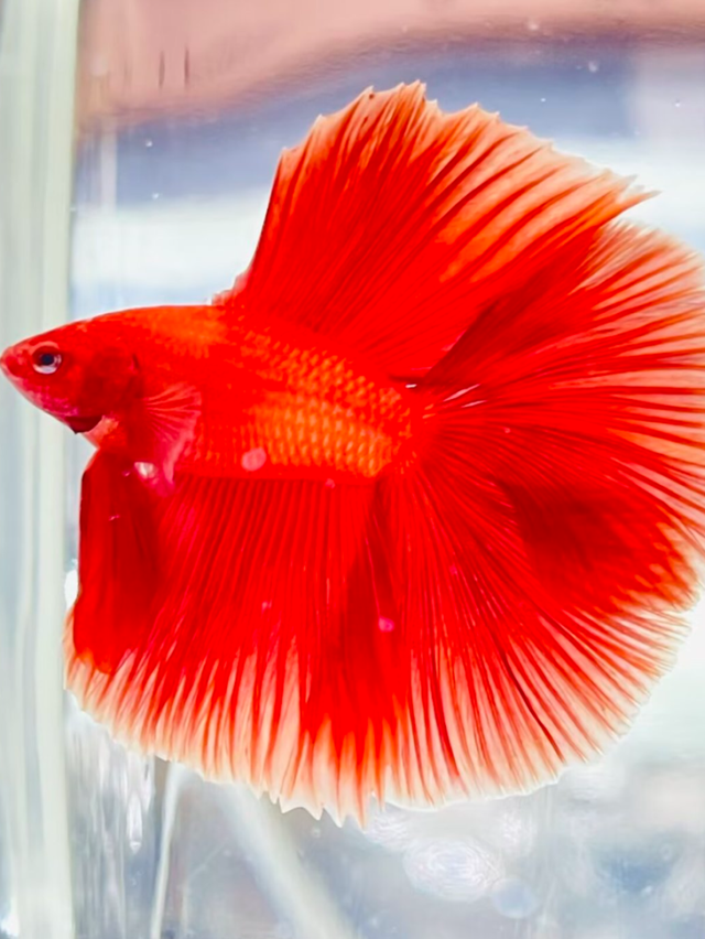 好吃好玩又好逛！本周末约定你庆丰收