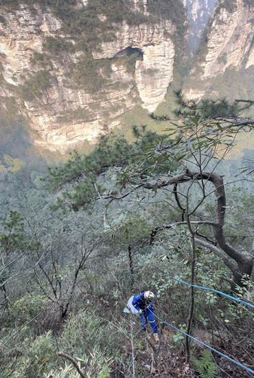 绝壁“蜘蛛侠”守护峰林秀色 武陵源蓝天救援队联合黄石寨景区悬崖保洁队悬崖清废获赞