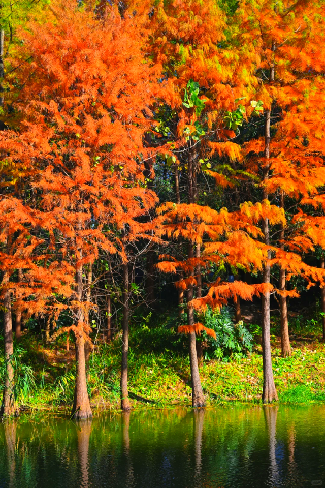 杉树红了！魔都藏着绝美水上森林→