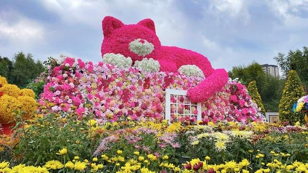 7万盆菊花打造秋日盛宴 香坊区第二十二届菊花展9月14日开园迎客