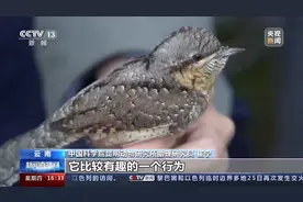 候鸟可以飞多远？卫星追踪器揭开迁徙秘密图片
