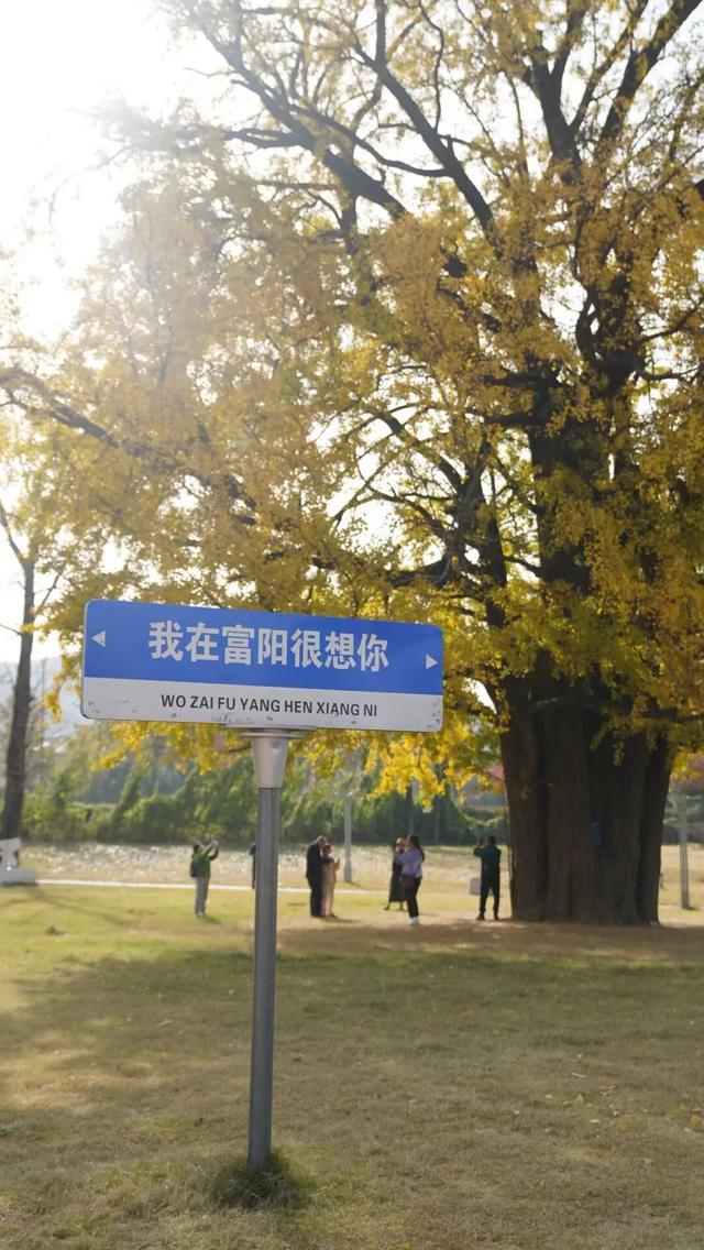 上千人蜂拥而至，杭州一棵树火遍全网！有人一大早开车赶过来：太值了