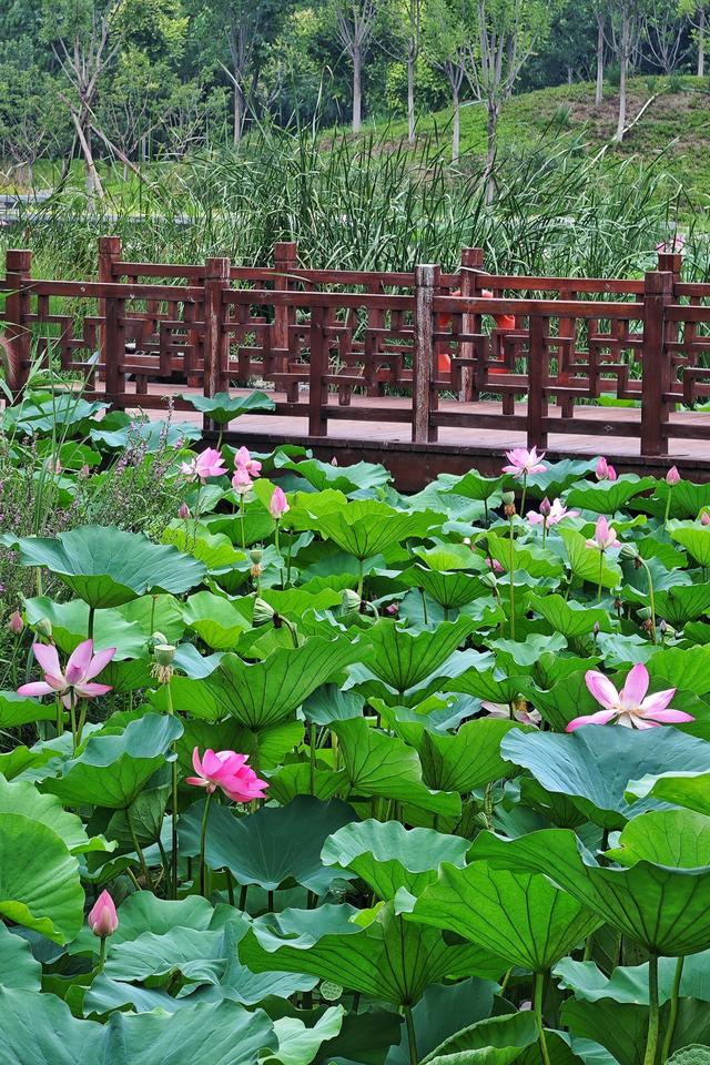 雨洗新荷！崔家窑湿地公园秒变莫奈花园