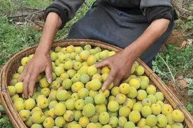 梅子酸涩，是因为它绝不迁就图片