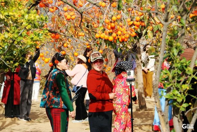 金柿映初冬，青岛藏着一处“甜蜜”公园
