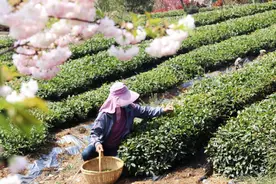 日照东港露天春茶初开采，舌尖上的春日密码在此图片