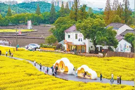 浙江宁波镇海：乡村花海图片