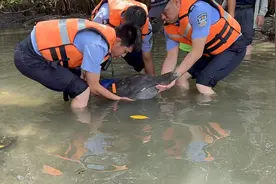生命接力 三亚警民携手成功救助受伤搁浅海豚图片