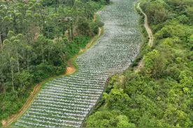 “小田”变“大田”：阳西塘口镇盘活撂荒土地规模化发展特色种植业图片