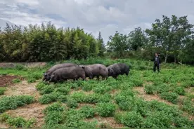 外籍记者看中国经济｜在彩云之南“品尝”高质量发展图片