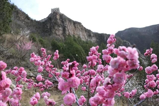 梅花盛放！京城“梅园”汇总来了