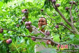 “中国李乡”广东信宜三华李批量上市图片