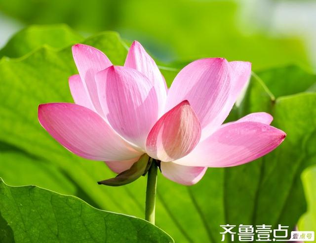 壹点号·秀山东|大明湖的荷花之美，早已融入济南的城市灵魂