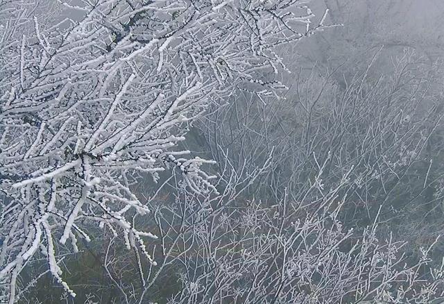 限时仙境！崂山巨峰雾凇进入最佳观赏期，打卡攻略速看