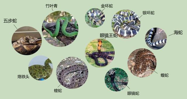 吓人！夫妻旅游回家，一开门发现客厅变“蛇窝”，大小10条爬满地……