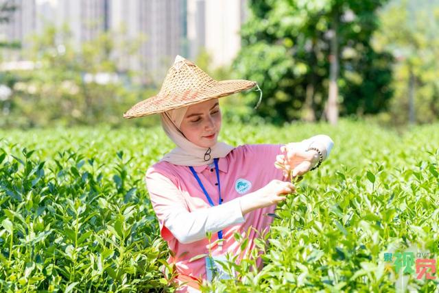 上半年全市入境游人次比增95.5%——国际游客眼中的“何以泉州”