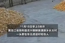 专家：勃利东北虎或为捕捉家畜进村，成年虎能轻松扑倒一头牛图片