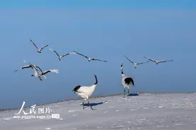 黑龙江齐齐哈尔：扎龙自然保护区鹤舞飞翔图片