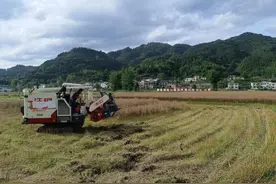 麻江县抢抓农时推广机收油菜图片