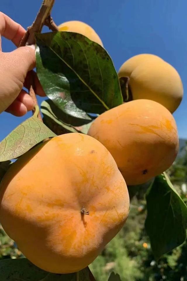 这里的柿子可以摘！代溪镇，距四坪仅12公里，2天1夜烹茶酌酒，玩转非遗！