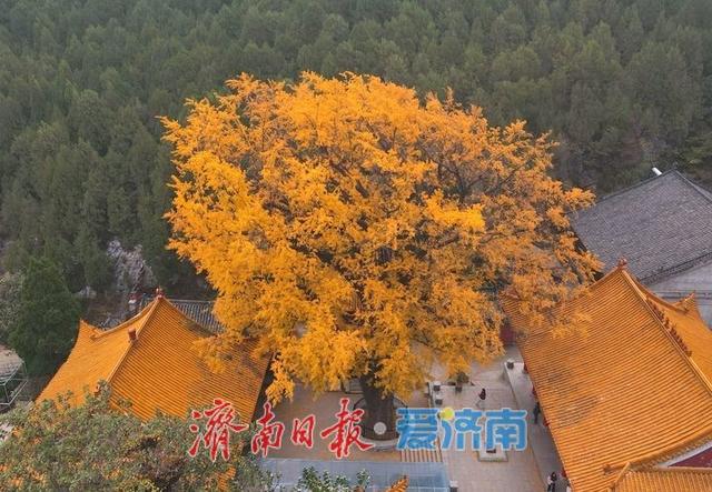 一年四季 泉在济南丨千年银杏披金甲，淌豆寺里醉深秋