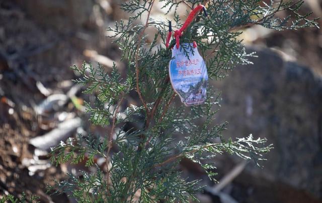 传承2100年汉柏基因 泰山桃花源添77株“古树后代”