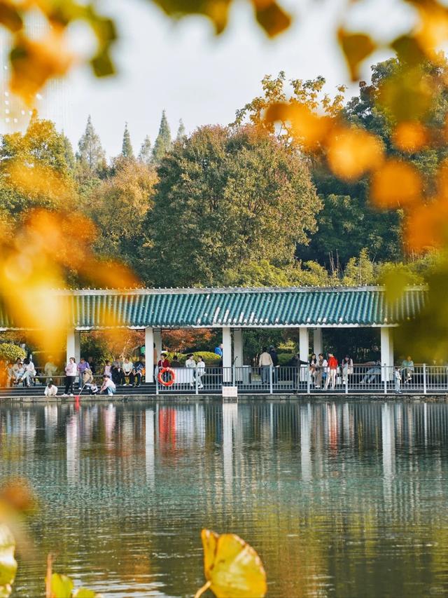 冬来秋未尽！秋天是赖上合肥了？