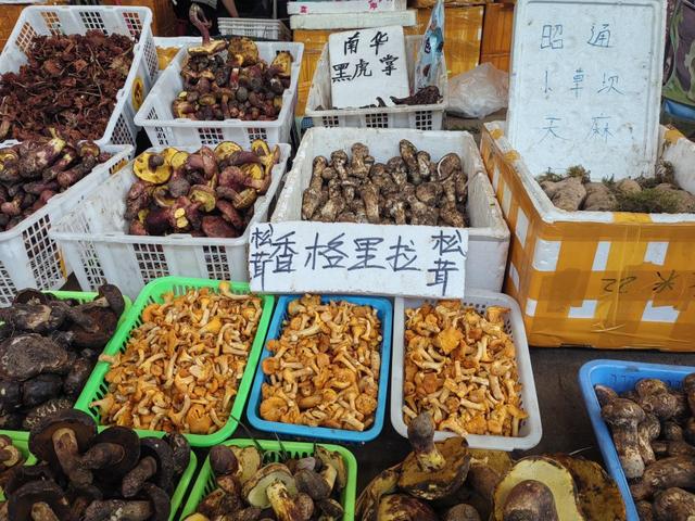 在清凉和菌香中，感受“有一种叫云南的生活”