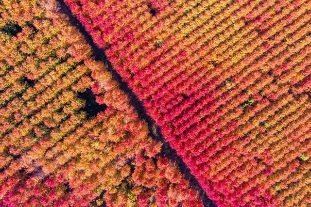 莱西市第十届红枫嘉年华正式拉开帷幕！