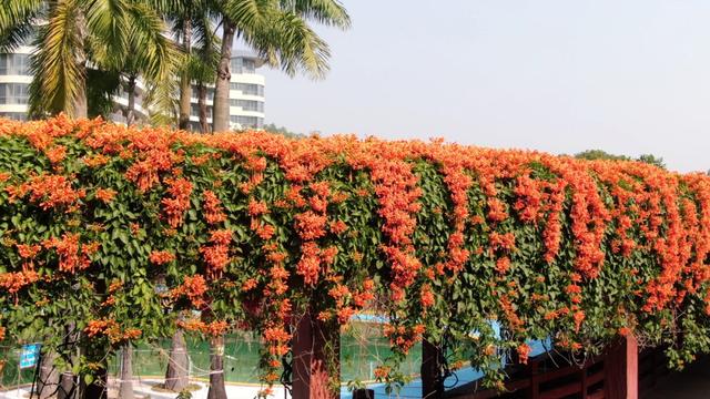 江门惊现“橙红瀑布”！马上解锁冬日限定→