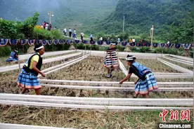 白裤瑶族：从“原始部落”跨越到“小康社会”图片