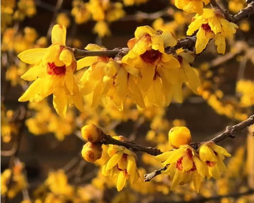 早安 | 太美了！菏泽早梅、蜡梅都开啦！