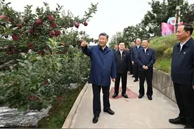 【甘快看】总书记来看的花牛苹果，有多“牛”？图片