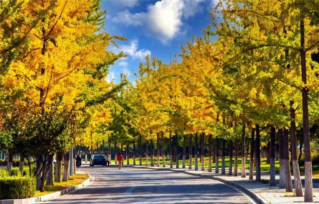 学习强国 | 河北张家口：旖旎如画的银杏大道