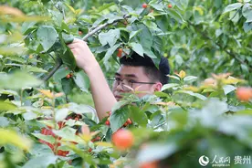 贵州黔西：樱桃上市 农民增收图片