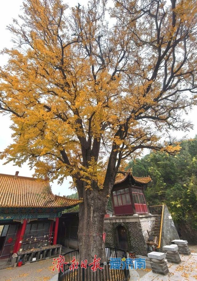 千年银杏披金甲，淌豆寺里醉深秋