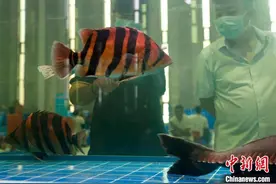 京城“金鱼之乡”举办金鱼大赛 农文旅融合助力乡村振兴图片