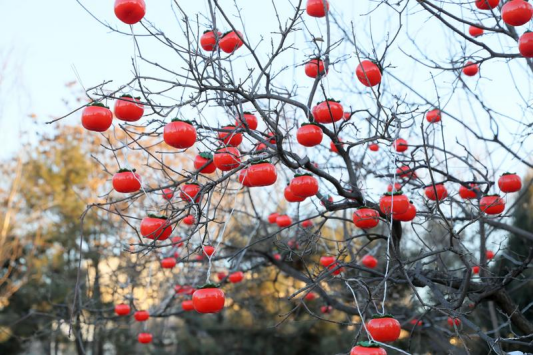 抢先看！马年迎春灯会布展正酣