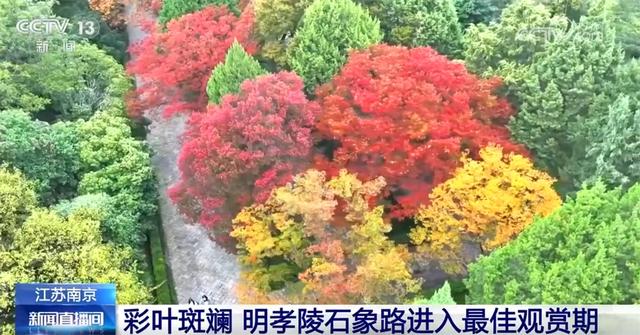 特色“赏秋游”澎湃“秋日经济”新动能 “文旅+”成为激发消费新引擎