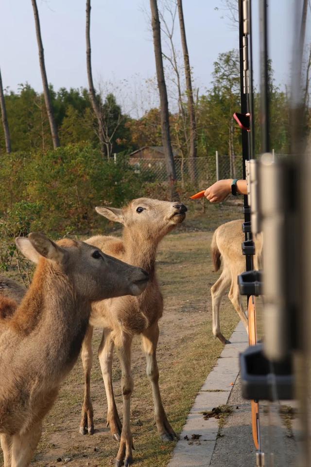 抓紧出发！错过就要等明年！