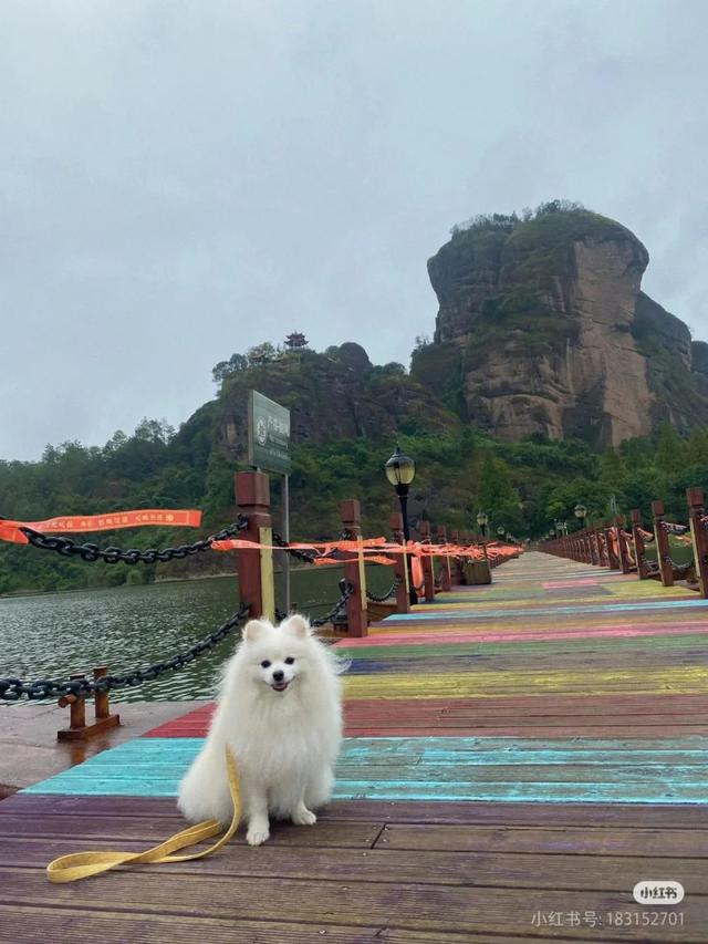 滑板耶耶帅气出街，打卡道家仙山！龙虎山宠物友好景区实锤了，快带上毛孩子来畅玩仙境福地！