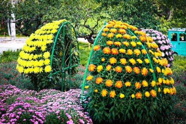 国家植物园第四届菊花展启幕 打造沉浸式秋日盛宴